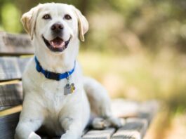 Pet Collars