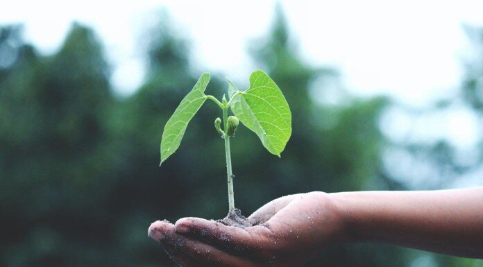 Green business ideas for startup entrepreneurs eco-friendly business