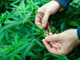 The Challenges Faced By Cannabis Businesses And Their Solutions Cannabis Businesses