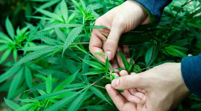 The Challenges Faced By Cannabis Businesses And Their Solutions Cannabis Businesses