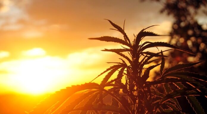 How to Start a Medical Marijuana Company Start a Medical Marijuana Company