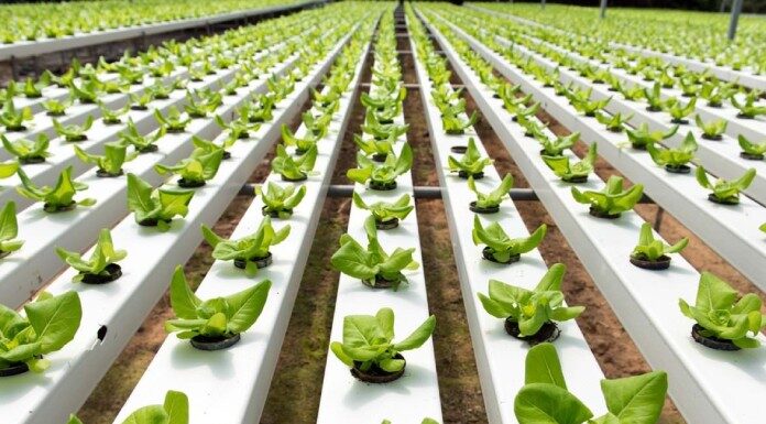 Hydroponics Farm Business: Gardening Tips To Ensure Its Success Hydroponics Farm