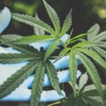 Legal Stance Of India Towards Weed c