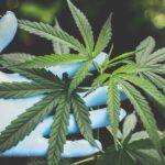 Legal Stance Of India Towards Weed fb